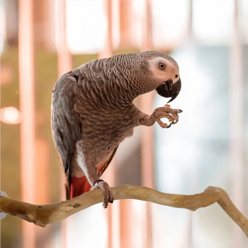 Natural Parrot Perch – Wooden Bird Stand & Climbing Branch for Parakeets.